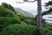 Romarin, Hèbes et Lonicera nitida écrêté sous d'immenses pins sylvestres. Cliff House, Holworth, Dorchester, Dorset, Royaume-Uni