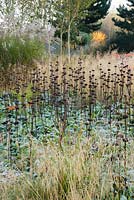 Pépins de Phlomis russeliana avec miscanthus, Stipa gigantea et Deschampsia caespitosa 'Goldtau', Lady Farm, Chelwood, Somerset, UK