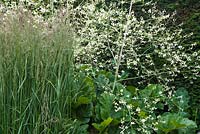 Combinaison de plantes de Calamagrostis x acutiflora 'Karl Foerster' avec des fleurs blanches Crambe cordifolia.