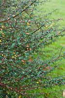 Cotoneaster marginatus