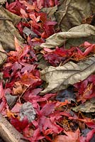 Des feuilles brunes de Gunnera manicata sont coupées et placées sur les couronnes des plantes pour les protéger de l'hiver, ici des feuilles rouges animées tombées de Liquidambar styraciflua 'Palo Alto '