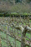 Pommes et poires en espalier sur des clôtures dans le jardin potager. Painswick Rococo Garden, Gloucestershire, Royaume-Uni