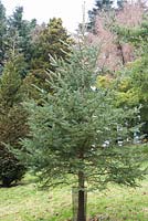 Picea englemanni, épinette d'Engelmann. Jardins de Sir Harold Hillier, Hampshire, Royaume-Uni