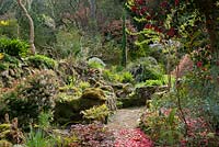 Vue d'arbustes à fleurs et de rocaille dans un jardin ombragé. Greencombe Garden, Porlock, Somerset, Royaume-Uni.