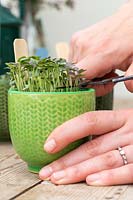 Découpe de micro-verts dans des pots miniatures avec des ciseaux