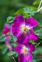 Rosa pendulina - Rose des Alpes commune.