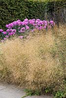 Deschampsia cespitosa 'Goldtau', herbe à cheveux touffue