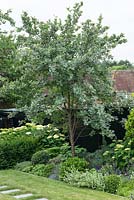 Sorbus aria 'Lutescens' - whitebeam 'Lutescens' - poussant au-dessus d'un parterre de fleurs mélangées d'hortensia, osmanthus, ballotta, alto et salvia.
