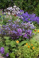 Combinaison de plantation de Geranium pratense 'Dark ' Reiter', d'aquilegias, de coquelicots californiens et de Stachy macrantha violet.