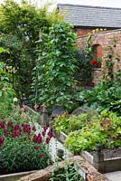 Un petit potager de bordures de légumes surélevées planté de haricots grimpants formés de wigwams de canne, de laitue, de rhubarbe et d'Antirrhinum majus - mufliers