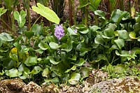 Eichhornia crassipes - jacinthe d'eau