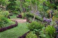 Chemin incurvé bordé d'Iresine herbstii dans le jardin de Palheiro, Funchal, Madère