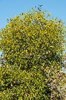 Viscum album - Gui poussant dans un arbre Malus aldenhamensis