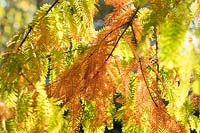 Metasequoia glyptostroboides - Dawn Redwoods