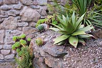 Plantes succulentes poussant dans des conditions granuleuses et bien drainées au sommet d'un mur de pierre