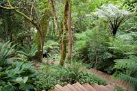 Des marches en bois serpentent à travers des bois indigènes plantés de fougères luxuriantes, y compris des fougères arborescentes