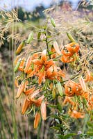 Lilium tigrinum, un lys tigre vivace avec de grandes tiges de fleurs orange vif avec des mouchetures noires.