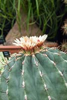 Ferocactus pottsii, un cactus baril rare et distinctif.