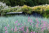Floraison rose Valeriana officinallis - Valériane - au bord du parterre de Leymus arenarius. Sur le toit de la dépendance, Rosa filipes 'Kiftsgate' se bouscule sur le côté. Veddw House Garden, Monmouthshire, Pays de Galles, Royaume-Uni.