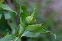 Euphorbia lathyris - câprier