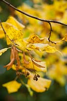 Tilia platyphyllos - Tilleul à grandes feuilles