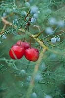 Pommes sauvages de Malus 'Red Sentinel' prises dans Juniperus - branche de genévrier.