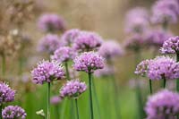 Allium senescens 'Lisa Blue'