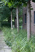 Arbres d'affilée avec des herbes, Pays-Bas