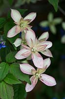 Clematis montana 'Marjorie' - Clématite à double floraison