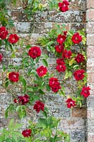 Rosa - Escalade Crimson Conquest Rose contre un mur de briques.