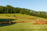 Moutons paissant autour des monticules de gazon et des pierres dressées. Plaz Metaxu Garden, Devon, Royaume-Uni.