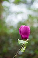 Magnolia Black Tulip 'Jurmag1' - Magnolia Black Tulip
