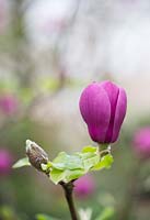 Magnolia Black Tulip 'Jurmag1' - Magnolia Black Tulip