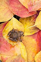 Rana temporaria - grenouille jardin commun assis sur des feuilles d'automne colorées.