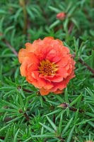 Portulaca 'Lazy Days' - Pourpier