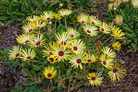 Mesembryanthemum 'Lemon Sparkles' - Livingstone Daisy