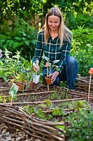 Femme plantant du chou-rave en bordure de légumes au printemps.