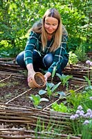 Femme ajoutant du fumier organique autour de semis de chou récemment plantés dans une bordure de légumes au printemps.