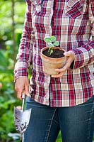 Woman holding Nasturtium plant avant la plantation.
