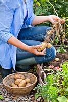 Femme déterrant des pommes de terre en bordure de légumes.