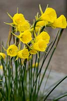 Narcissus bulbocodium - jupon ou jonquille cerceau