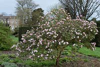 Viburnum Carlesii 'Aurora'