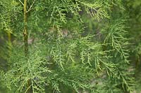 Tamarix ramosissima pentandra 'Saltcedar' - Tamarisier