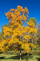 Carya glabra - Pignut Hickory tree, Jardin Botanique de Montréal, Québec, Canada