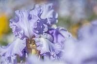 Iris barbu grand 'Trésor absolu'