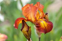Grand Iris barbu 'Câpres sauvages'