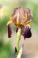 Intermédiaire Iris élevé barbu germanica 'Prosper Laugier'