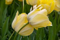Tulipes 'Elégance frangée' après la pluie