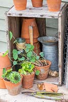Sempervivum et capucines avec des pots cassés et des outils de jardin.