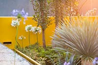 Agapanthus africanus 'Blanc', Agave sisalana et Arbutus unedo par élément d'eau moderne avec mur jaune. Jardin Santa Rita 'Living La Vida 120', parrainé par Santa Rita Wines, RHS Hampton Court Flower Show, 2018.